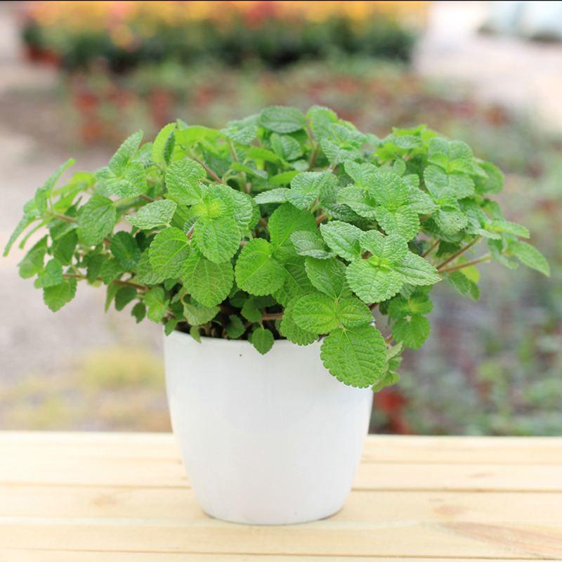 薄荷也可以随便剪,薄荷又长出嫩叶是活了吗