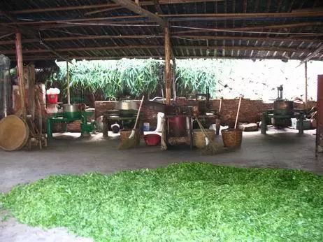 普洱茶投资市场,普洱茶投资规律