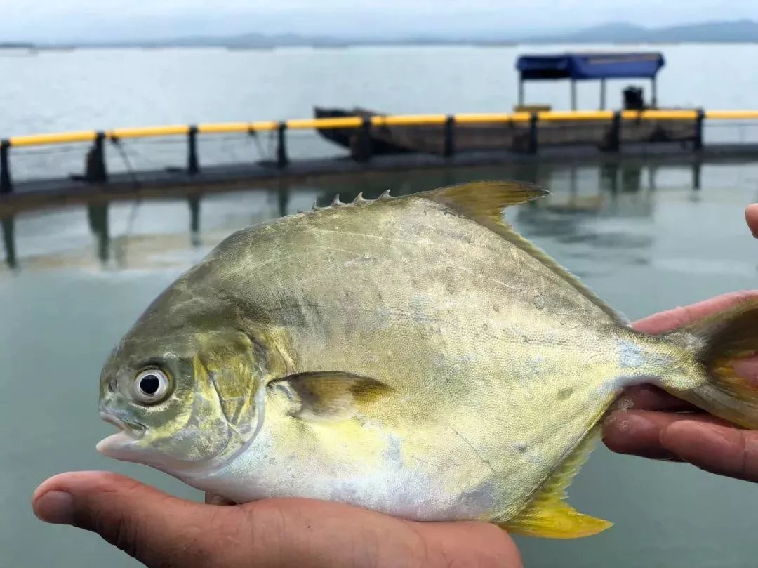 黄花鱼和金鲳鱼哪个更好吃刺少,金鲳鱼刺少肉鲜