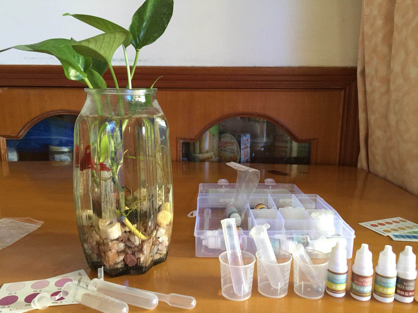 绿萝怎么给斗鱼造景,斗鱼与绿萝能一起养吗