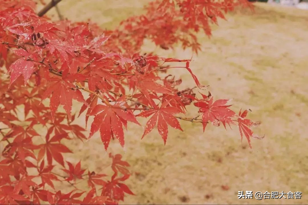 别问了！安大北门真没啥好吃的