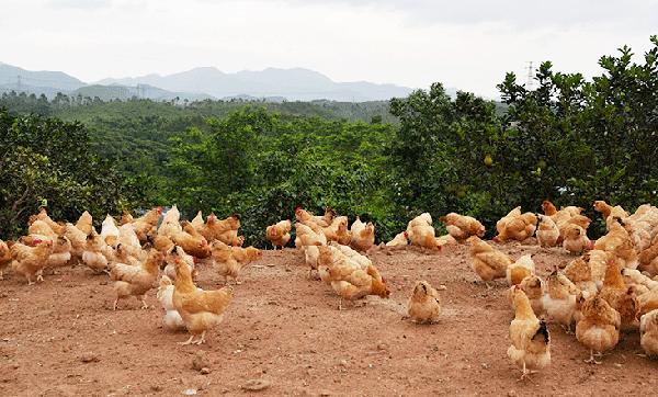 龙门胡须鸡做法视频,正宗龙门胡须鸡绝对正品