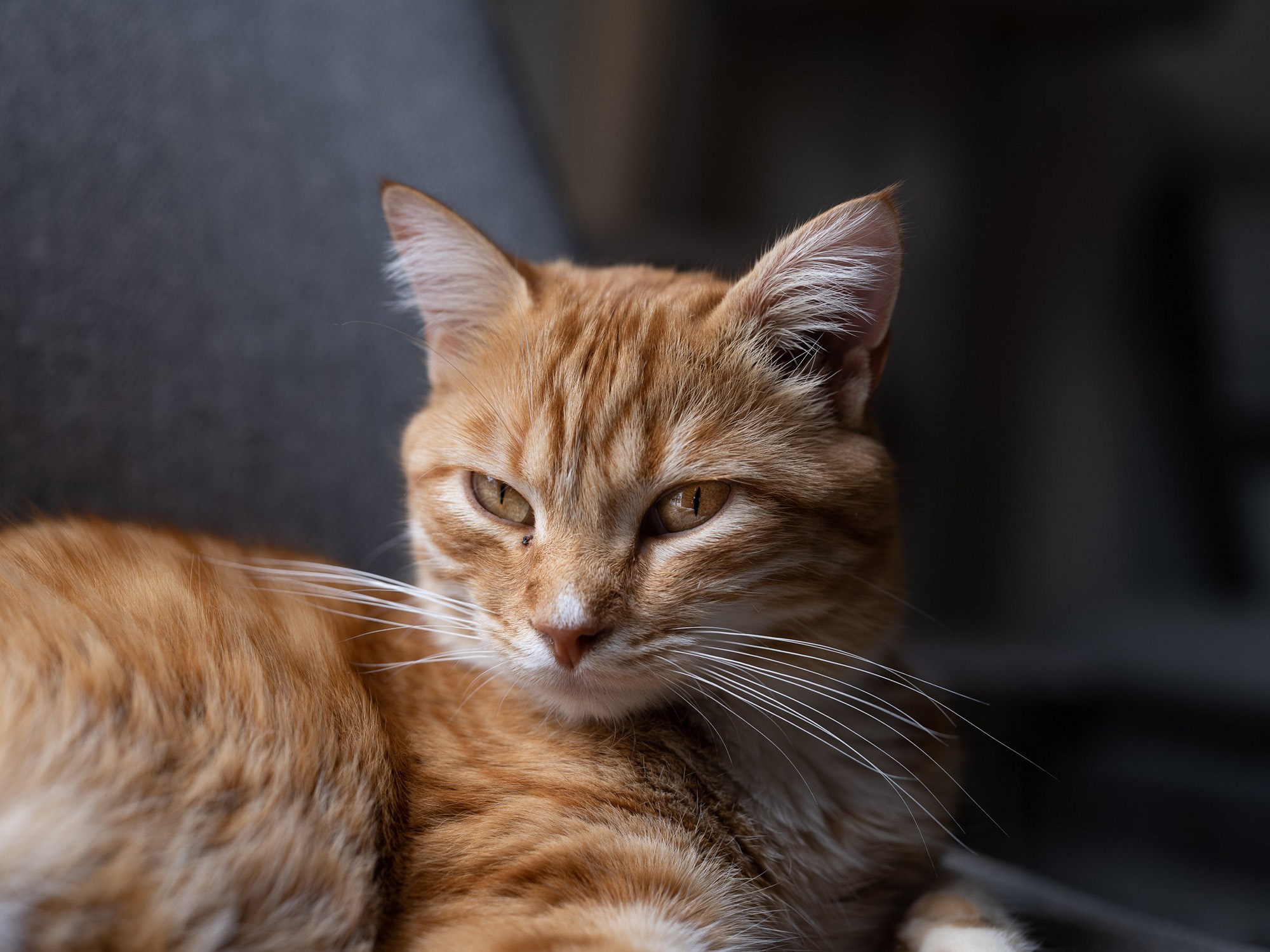 富士gfx50sii视频测试,富士高端相机gfx100s参数