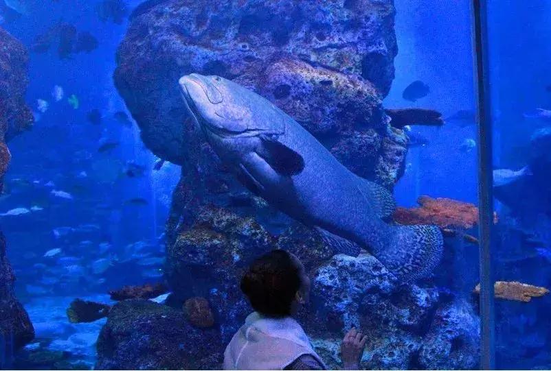 临沂极地海洋世界五一特惠,临沂极地海洋世界门票多少钱