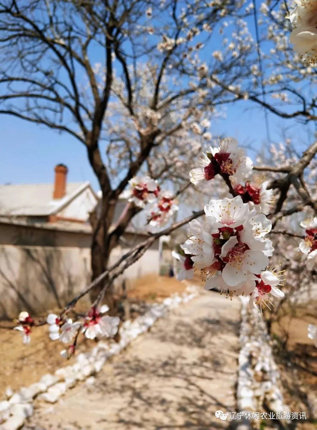 旅顺杏花村风景,旅顺杏花微雨醉春风