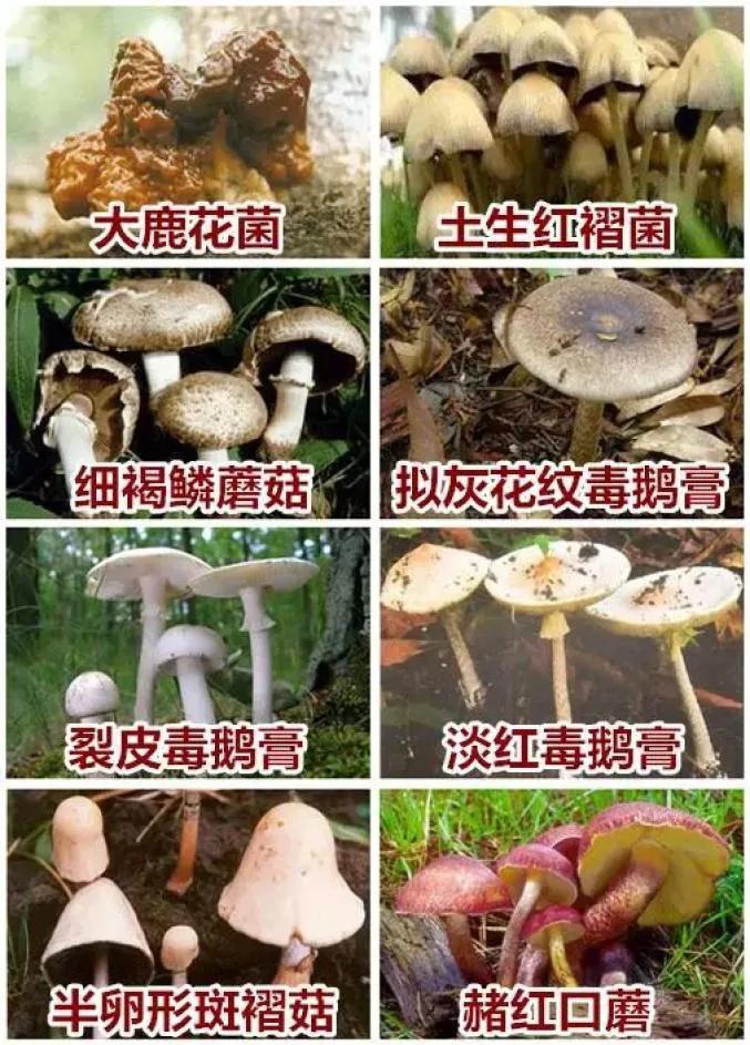 防食物中毒安全知识,吃菌的3个安全原则