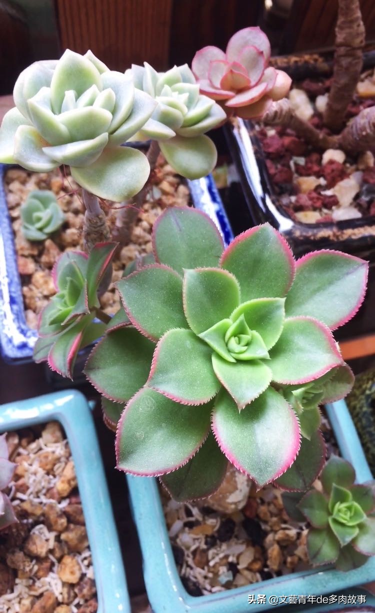 锦晃星多肉开花后花剑怎么处理,多肉长花了影响多肉长大吗