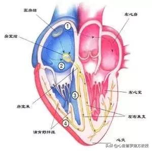 早搏胸闷,早搏心慌胸闷气短每次一两分钟