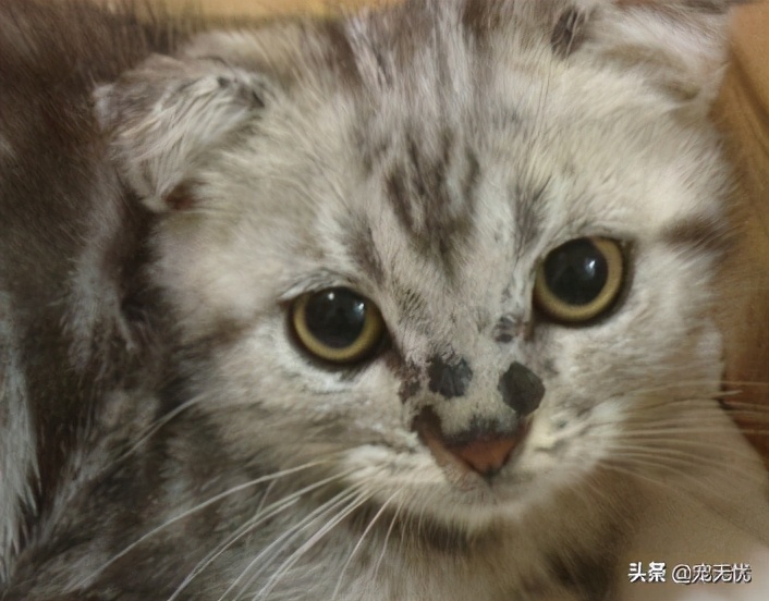 猫咪感染癣,猫咪感染猫癣怎么办