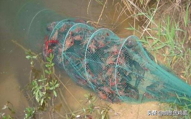 小龙虾养殖怎么管理,小龙虾地笼养殖