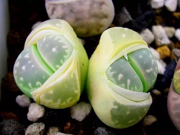 世界上最稀有最名贵的花,世界上最漂亮名贵的花