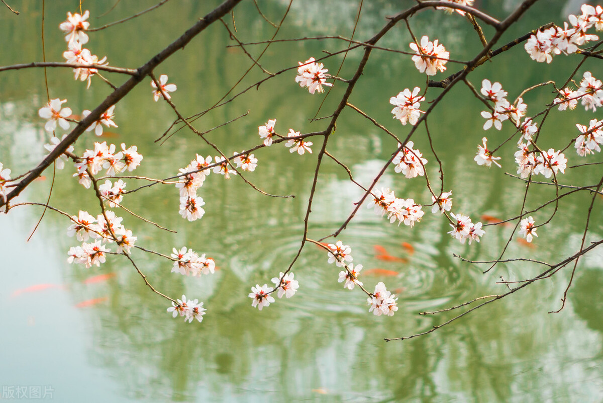 程垓《愁倚阑》春犹浅，柳初芽，杏初花。赏析