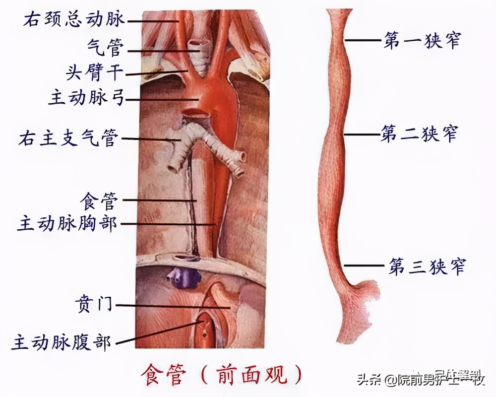 胃镜有关知识,胃镜检查知识点总结