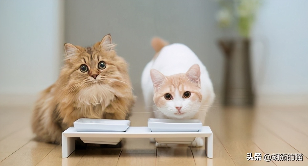 布偶母猫很凶不让配怎么办,为什么母猫凶别人的孩子