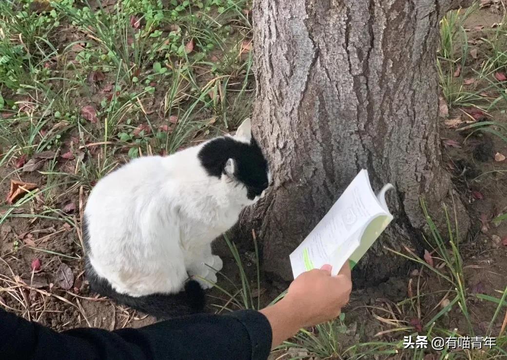 北大猫咪图鉴,中国人民大学猫咪图鉴