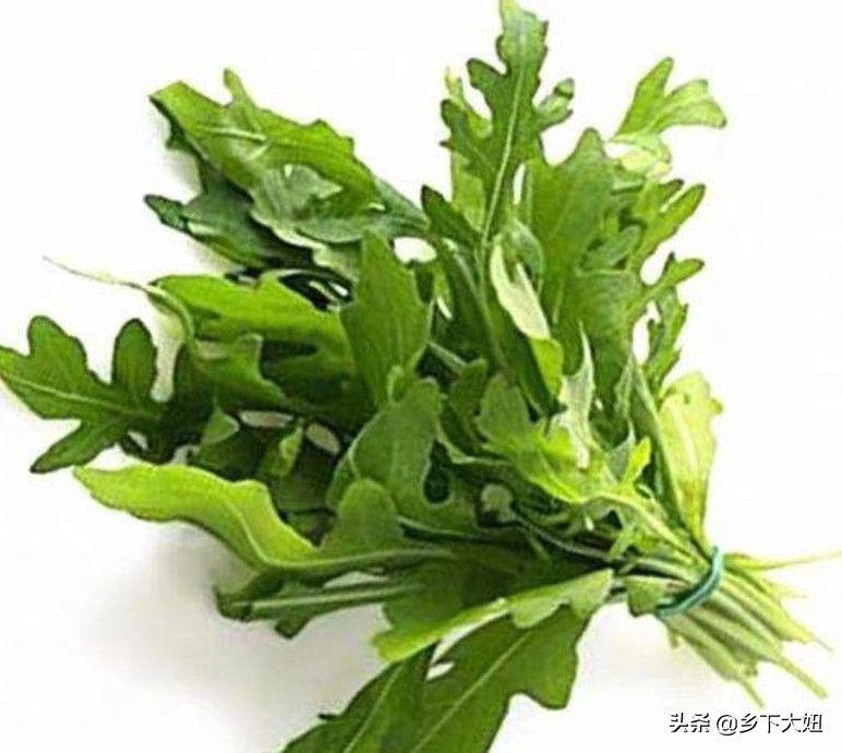 野生的苦麻菜可以喂兔子吃吗,农村常见苦麻菜