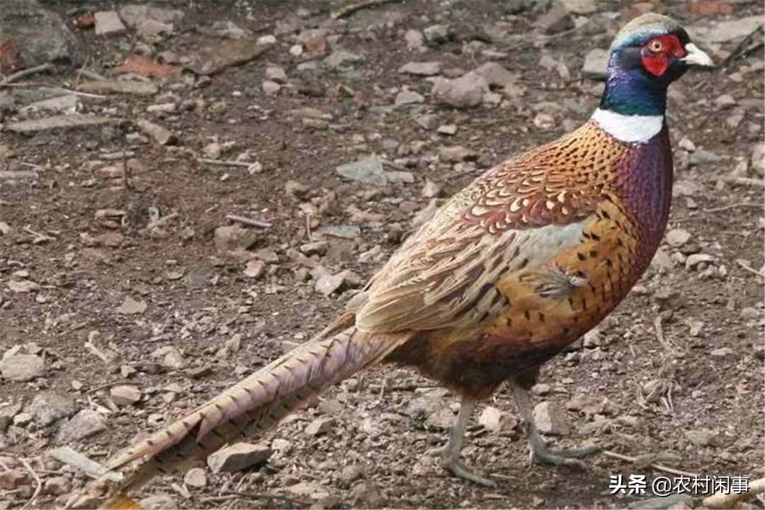 野鸡高产技术视频,野鸡培育技术