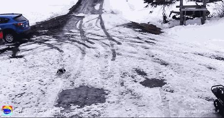 搞笑动图gif图片哪里下载,搞笑动图gif狗