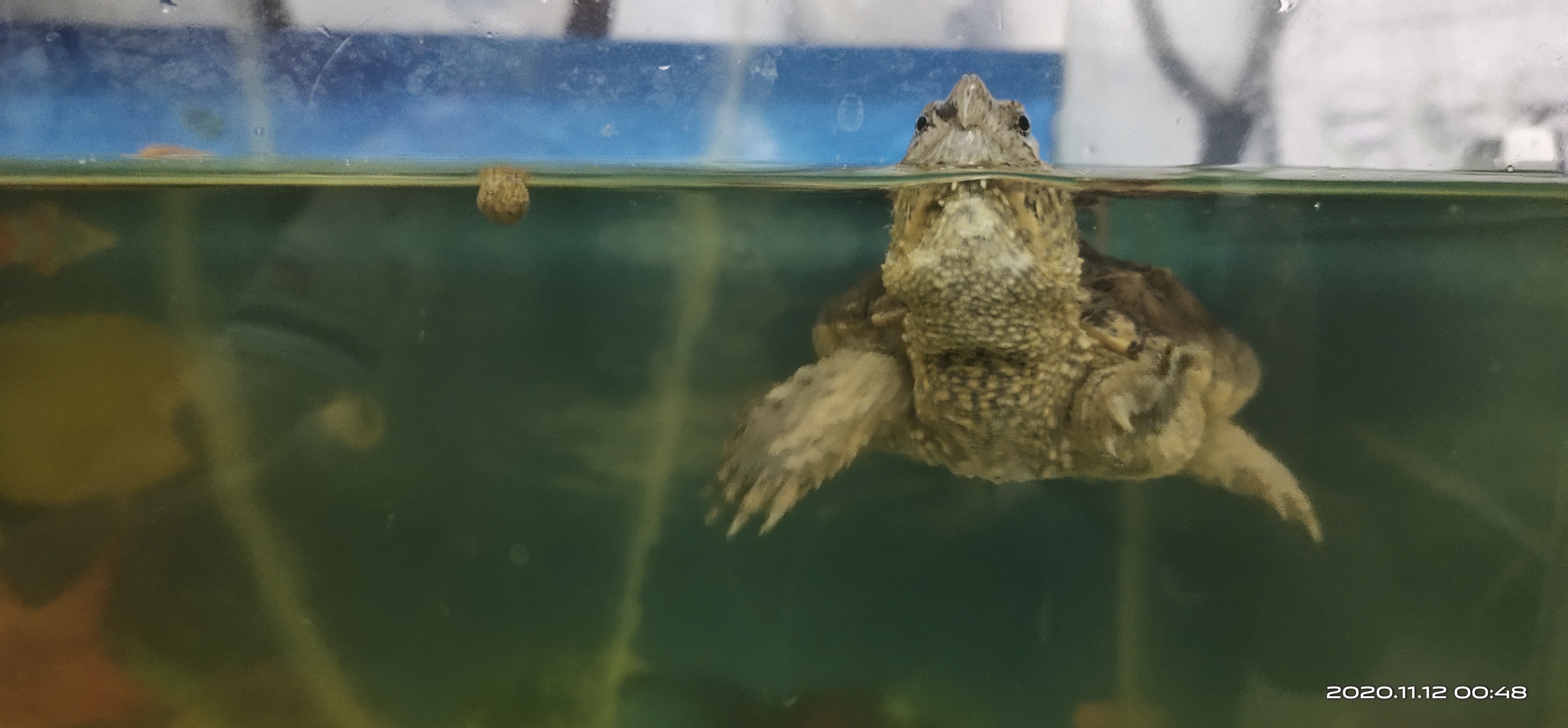 乌龟和鳄龟怎么养,胜哥广州