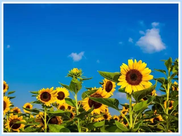 魔都四月赏花,魔都春季赏花好地方