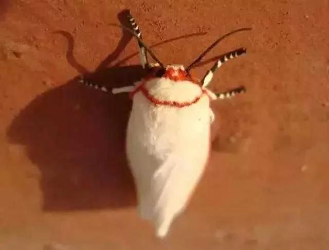 蔬菜害虫最佳防治方法,如何自制杀虫剂防治蔬菜害虫