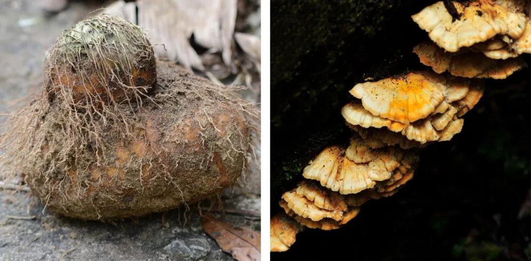 吃毒菇、睡蛇窝，只为挖一堆草，这个重庆博士要做当代神农