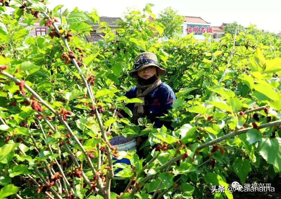 兴平千亩桑葚成熟啦！