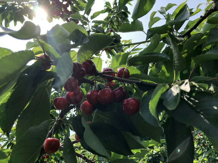 烟台樱桃减产严重吗,大樱桃减产