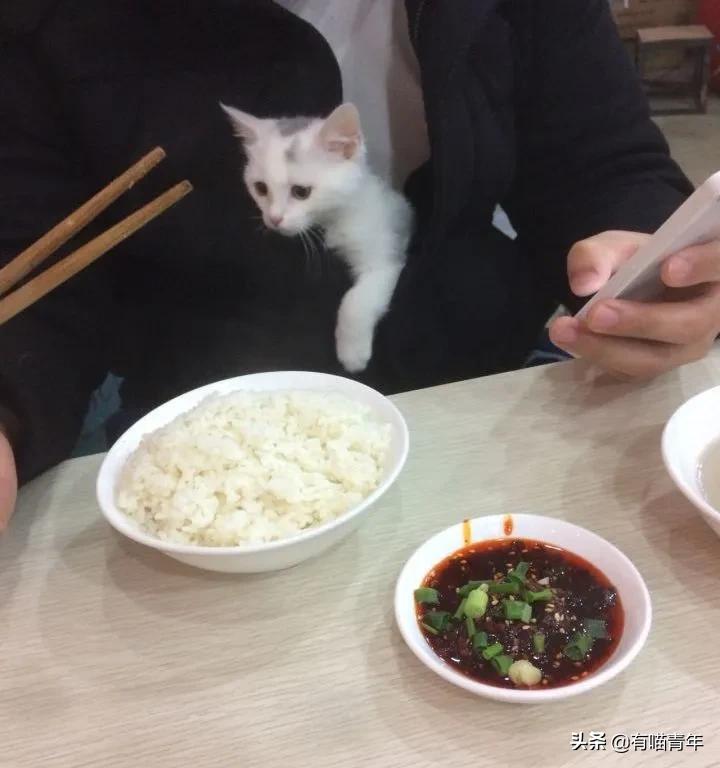 听说给猫起名越贱越好养活,科普给猫起名