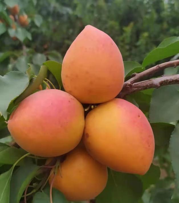 新品种黄金蜜7号,黄金蜜0-5号品种