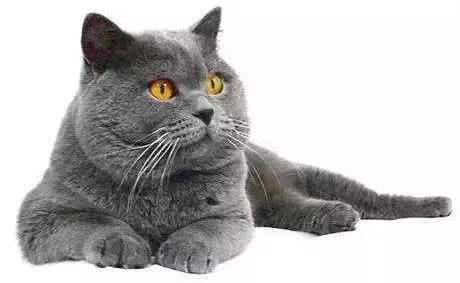 福懋宠物医院深圳,猫咪大块掉毛是猫癣快好了吗