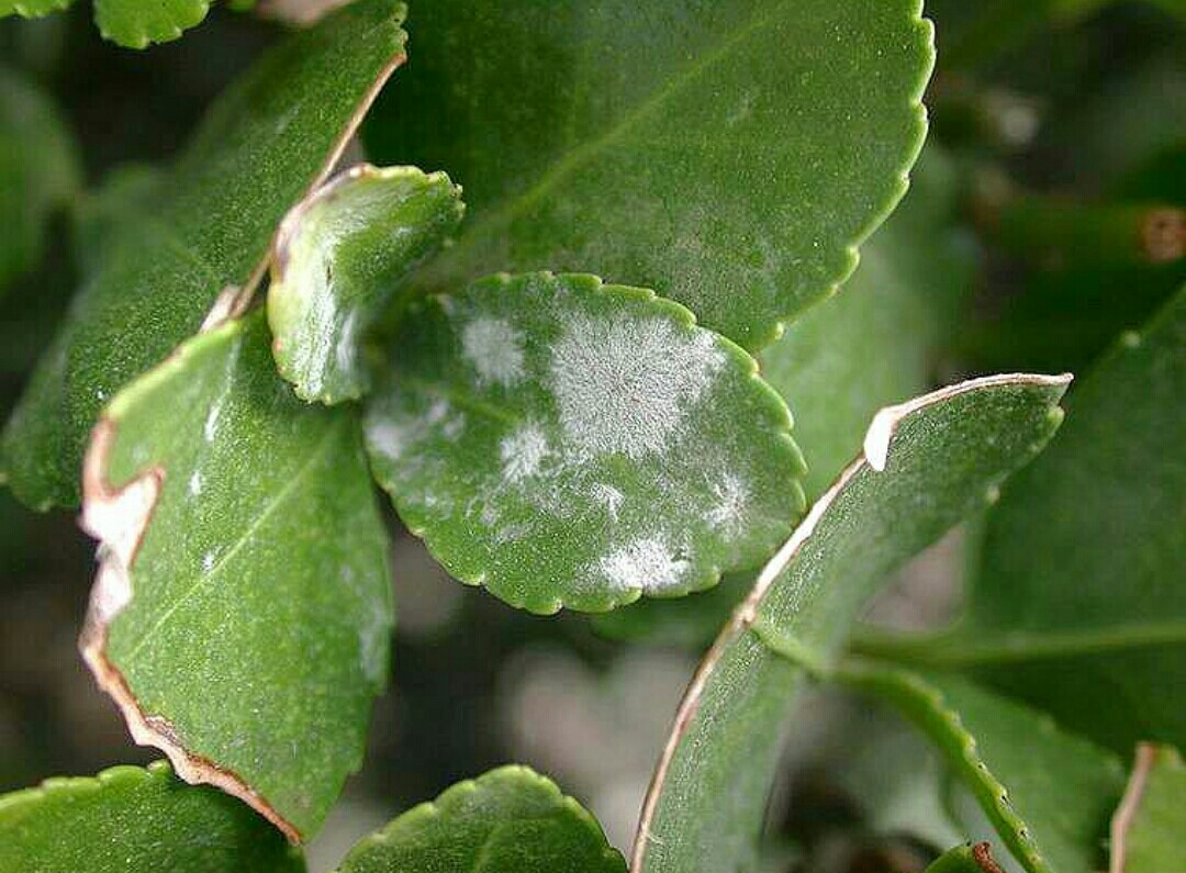 花卉误喷了除草剂怎么补救,花卉药害能自愈吗