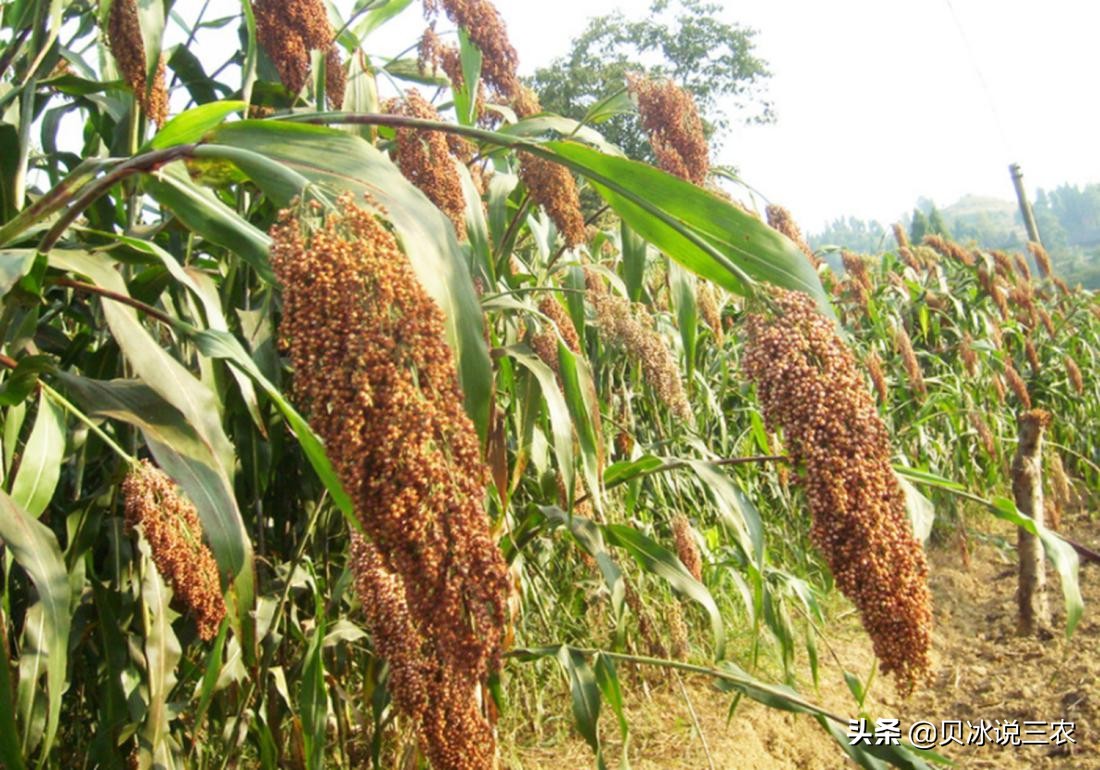 高粱种植技术和方法,高粱的正确播种方法