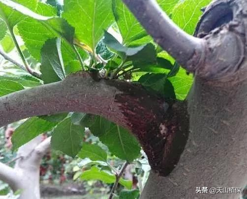 果树腐烂病防治途径论文,防治果树腐烂病的药剂肥料
