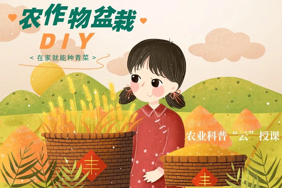 简易无土栽培蔬菜,自制无土栽培蔬菜神器