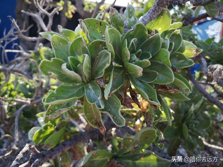 南海西沙岛礁全图,南海西沙群岛海域