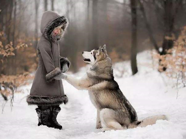 论哈士奇能有多聪明,哈士奇的智商和训犬师