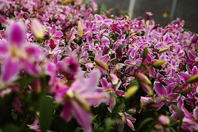 大连莲花山公园槐花,大连石门山哪里有槐花