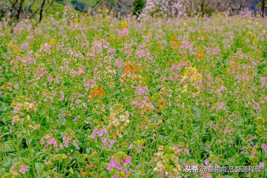 婺源这片仙境般的油菜花田已上线！超级美腻！赶紧约起来