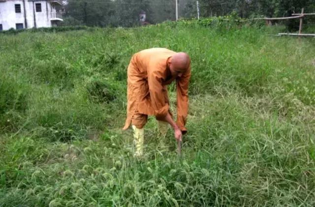 农禅并重完整版,农禅并重的寺院