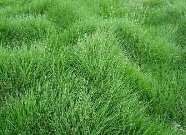 楼顶草坪花园设计效果图,花园草坪养护问题的成果概述