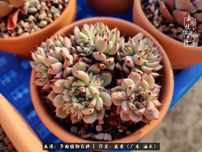 广东春天多肉图片大全,这个季节的多肉状态是最美的