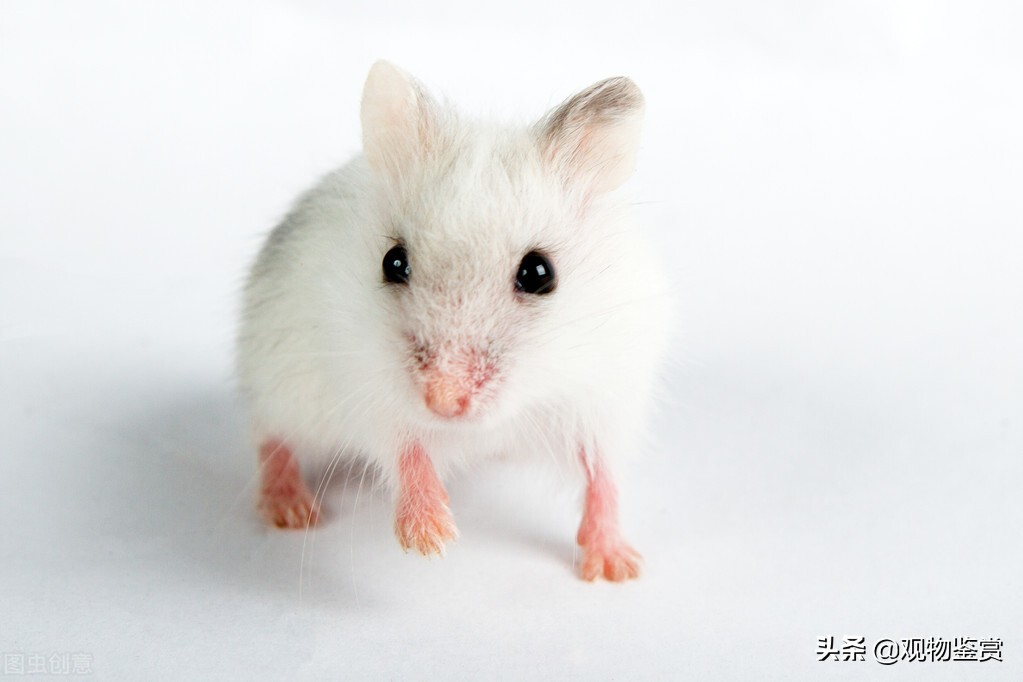 如何辨别小仓鼠是老鼠还是仓鼠,仓鼠可爱的萌物