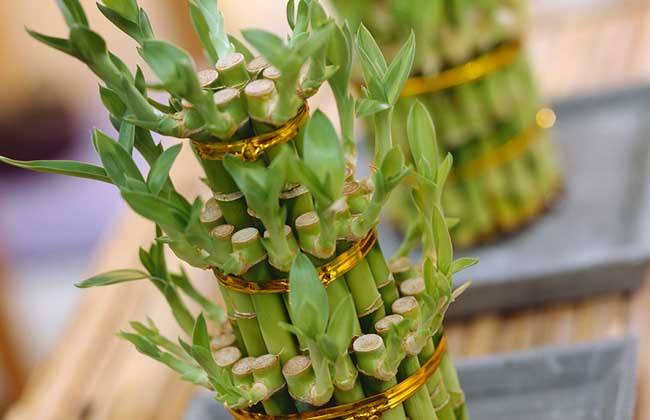 什么盆栽招财最旺,什么盆栽比较招财