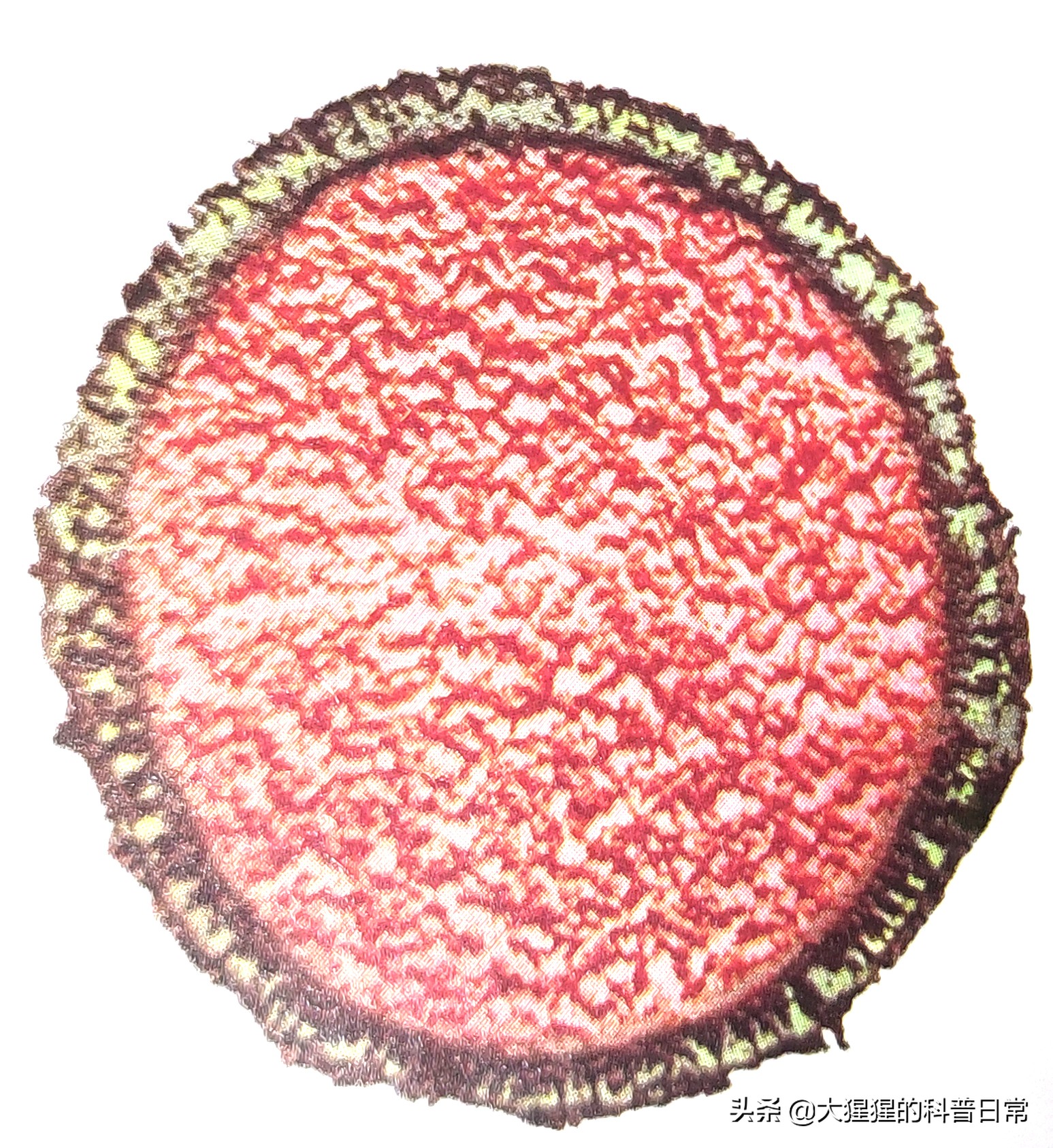 微生物原核生物,微生物照片原核生物