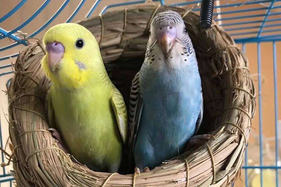 养鹦鹉便便怎么处理,养宠分享鹦鹉拉稀不吃东西怎么办