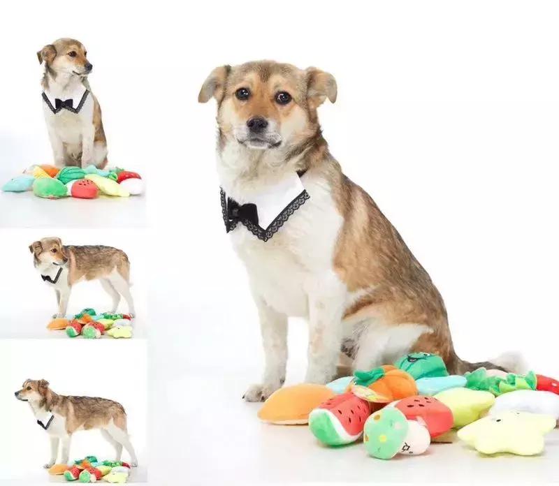 给它们一个家|线上宠物领养日,201903101