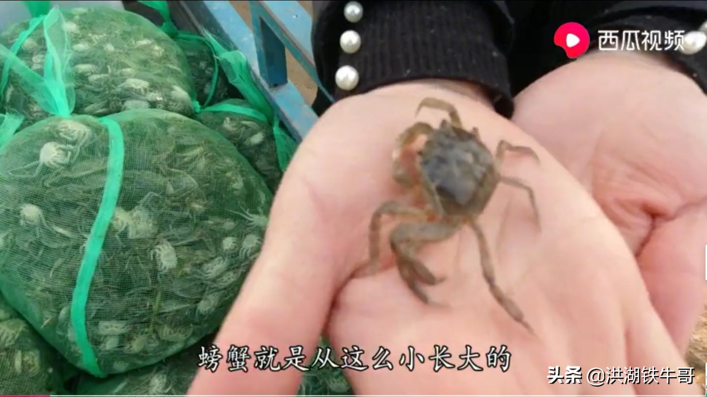 今年养螃蟹的能赚钱吗,养殖螃蟹未来行情怎么样