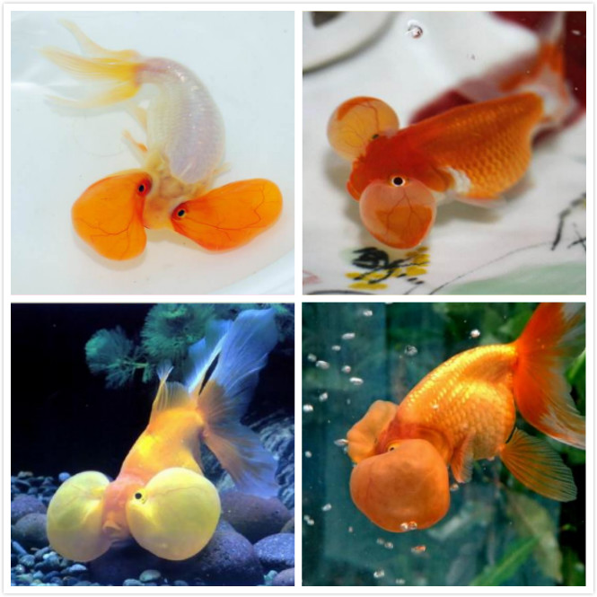 新手养金鱼养哪个品种好养,新手养金鱼应该养什么品种