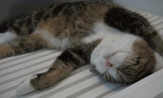 小米8H智能床垫,小米静音弹簧床垫